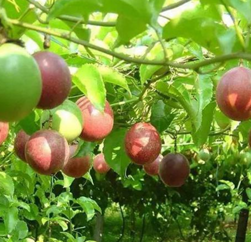 荔枝苗種植基地 荔枝 福建荔枝苗  荔枝種植廠家 荔枝苗價(jià)格 荔枝批發(fā)