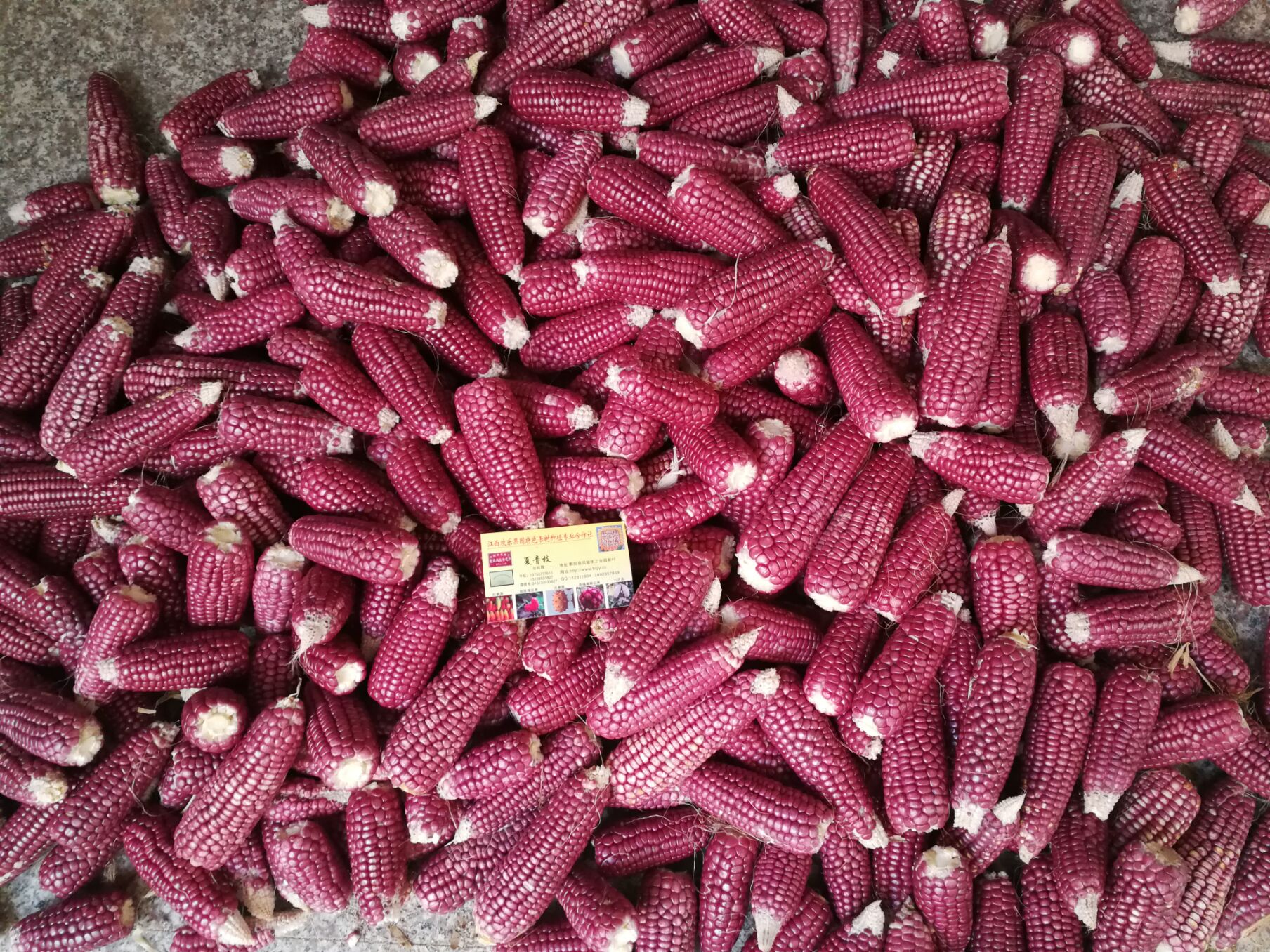 玫瑰香玉米 供應(yīng)玫瑰香玉米種子 批發(fā)玫瑰香玉米種子 玫瑰紅玉米種子供應(yīng)