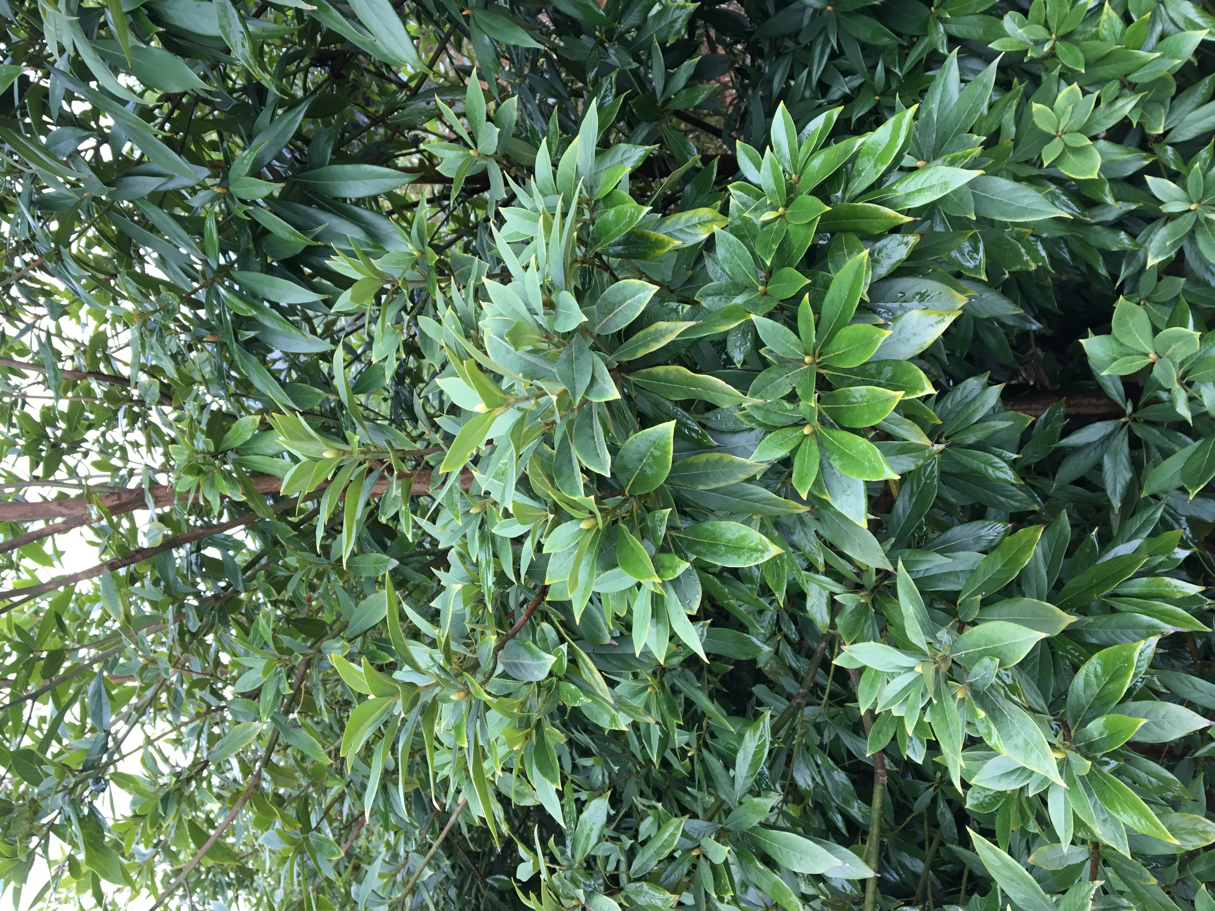 湖北楠木苗 楨楠作為國家二級(jí)保護(hù)植物具有什么特點(diǎn)