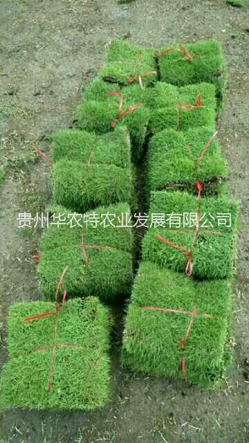 訂制馬尼拉草場~興義馬尼拉草皮~興義草皮基地電話~興義草坪單價