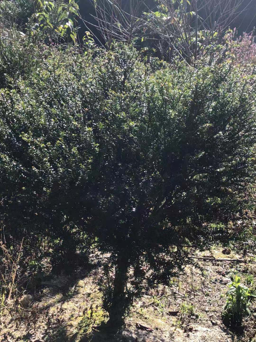 紅豆杉批發(fā)采購_紅豆杉供應_紅豆杉價格_紅豆杉批發(fā)網