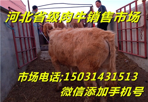 牛羊驢價(jià)格河北肉牛犢黃牛市場價(jià)格