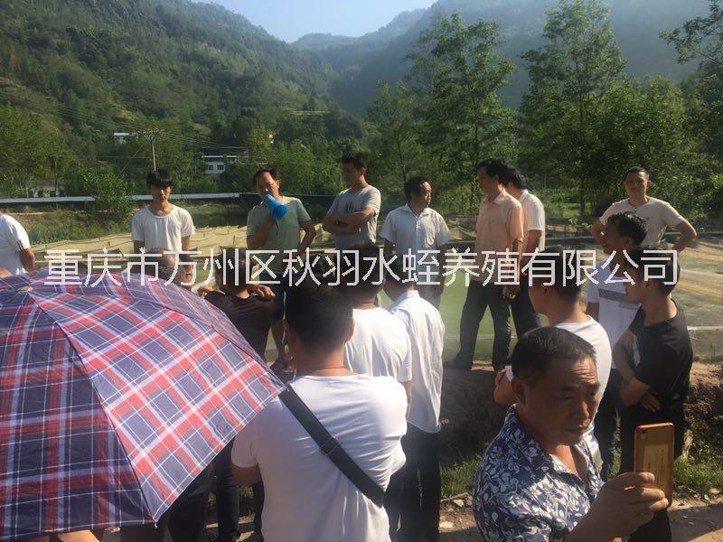 水蛭養(yǎng)殖技術(shù) 水蛭養(yǎng)殖技術(shù)轉(zhuǎn)讓 水蛭技術(shù)轉(zhuǎn)讓 四川水蛭養(yǎng)殖技術(shù)學(xué)習(xí) 重慶水蛭養(yǎng)殖技術(shù)學(xué)習(xí)