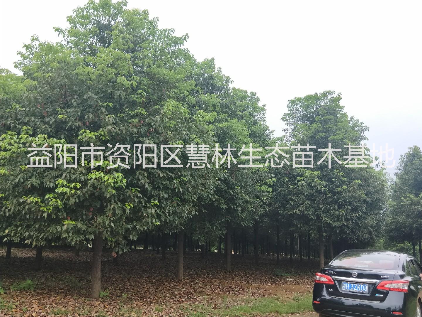 湖南移栽全冠香樟批發(fā) 供應(yīng)全冠香樟景觀(guān)樹(shù)電話(huà)