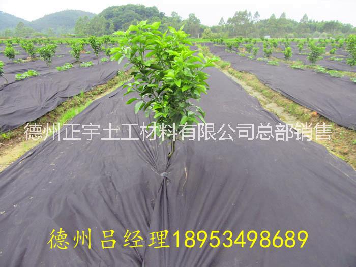 四川保三年茶園防草布 四川保三年100g防草布