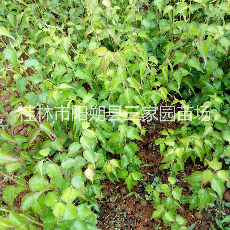 青梅小苗 酸梅種苗 廣西青梅苗