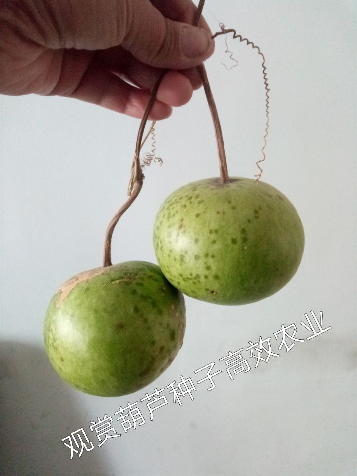 供應(yīng)蘋果葫蘆種子 蘋果葫蘆種子 觀賞葫蘆種子