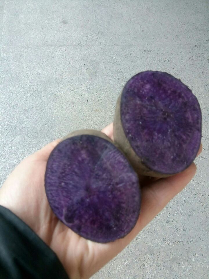 供應黑土豆種子