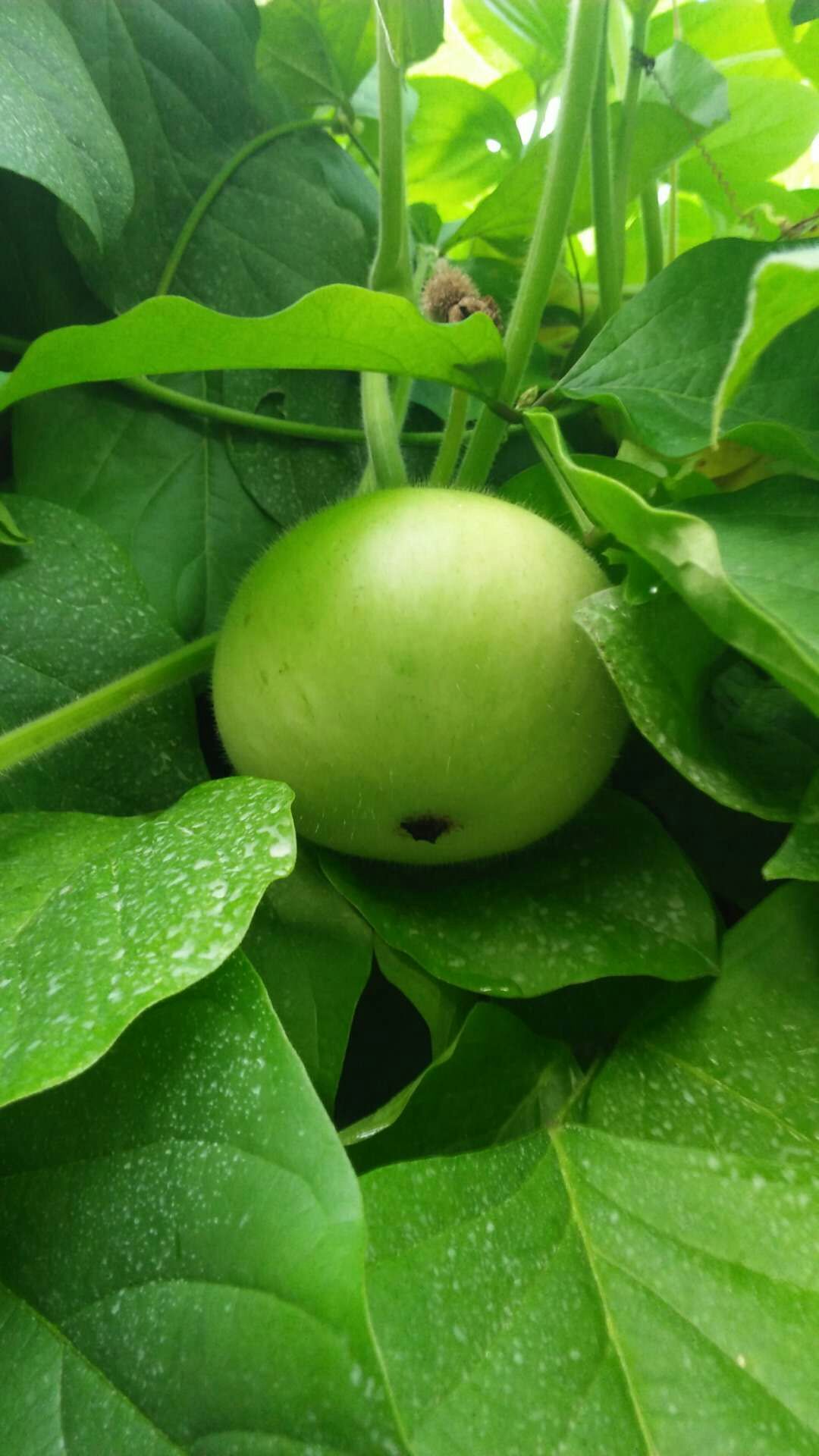 供應(yīng)蘋果葫蘆種子 蘋果葫蘆種子 觀賞葫蘆種子