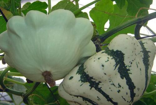 供應(yīng)玩具南瓜飛碟瓜種子