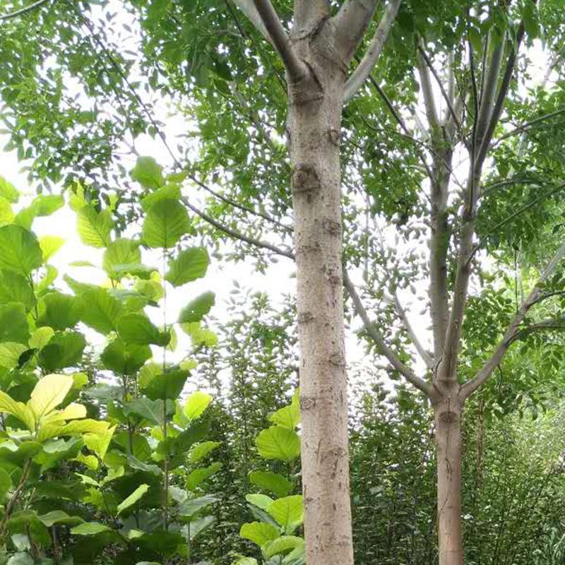 白蠟樹供應(yīng) 蠟種植基地
