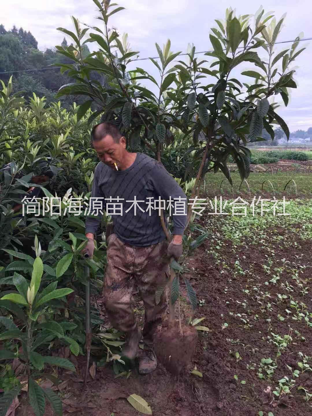 四川大五星枇杷苗嫁接苗種植基地直銷(xiāo)價(jià)格