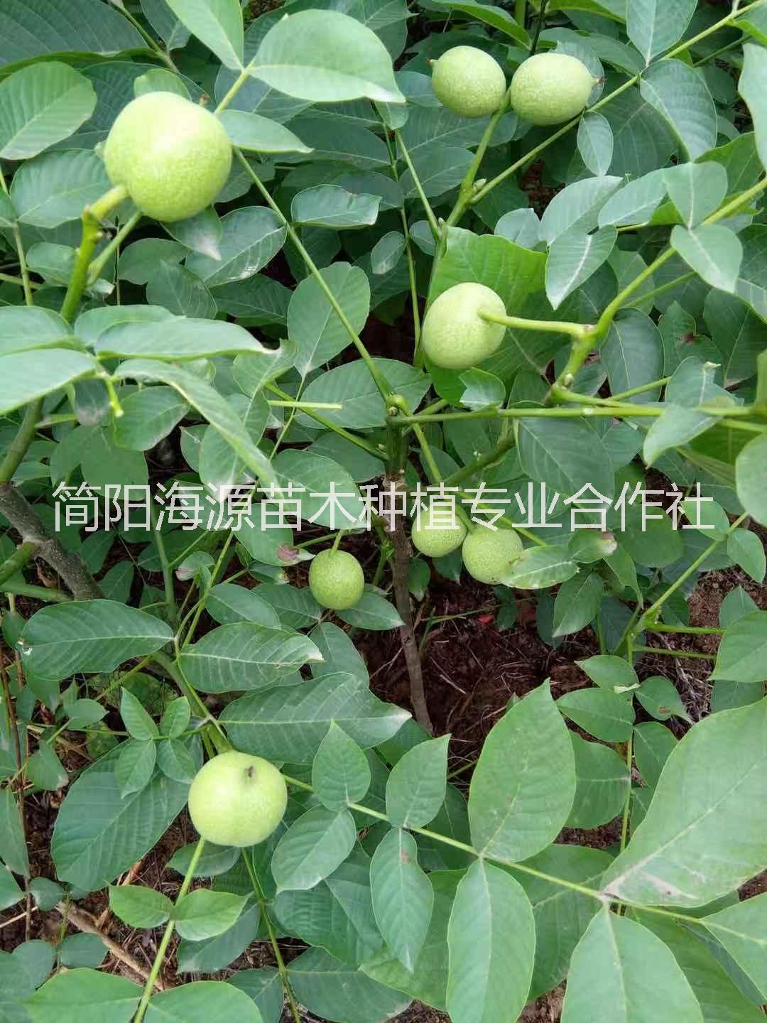 簡(jiǎn)陽核桃苗種植基地直銷價(jià)格