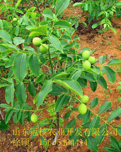 優(yōu)質(zhì)核桃樹 畝產(chǎn)千斤 薄皮核桃樹 短枝結(jié)果 內(nèi)外樘枝都結(jié)果