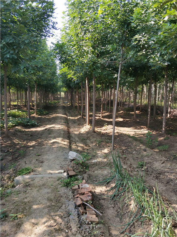 2公分白蠟樹報價 2公分白蠟樹基地   ，山東白蠟樹價格