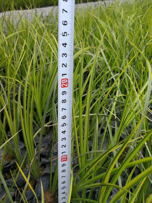 便宜優(yōu)質(zhì)的金葉石菖蒲基地 江西金葉石菖蒲