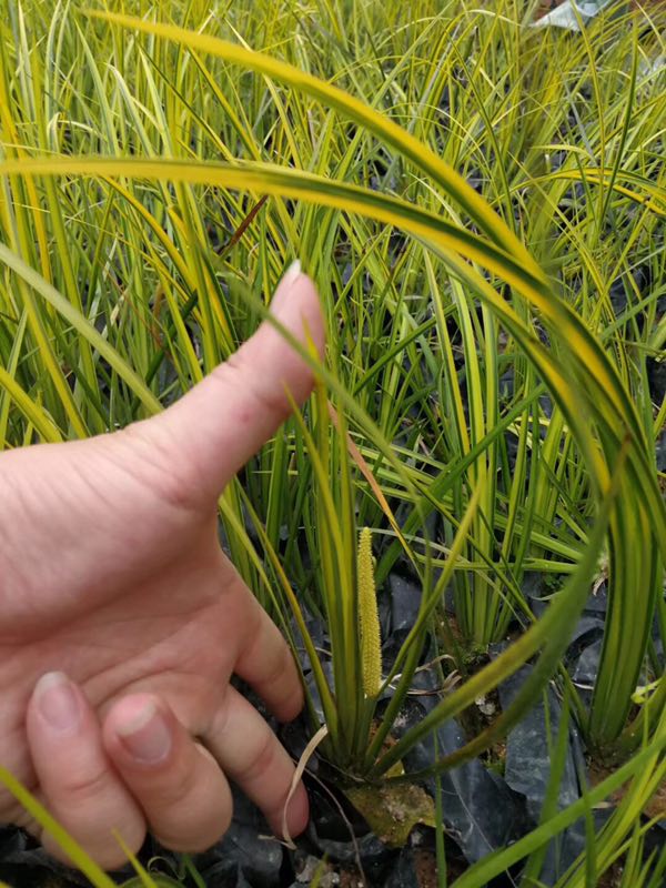 便宜優(yōu)質(zhì)的金葉石菖蒲基地 江西金葉石菖蒲