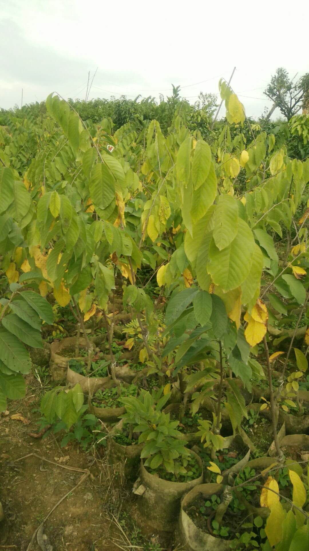 福建風(fēng)梨釋迦苗公司批發(fā)直銷