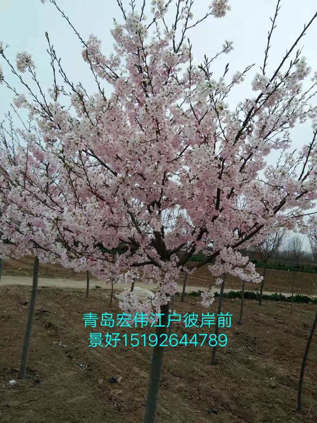 山東染井吉野櫻花基地-山東青島染井吉野櫻花價(jià)格/廠家批發(fā)報(bào)價(jià)供應(yīng)商