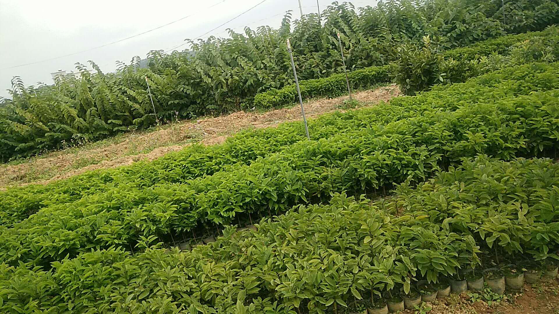 福建釋迦苗    釋迦苗供應(yīng)商 釋迦苗批發(fā)  釋迦苗價(jià)格 釋迦苗種植基地 鳳梨釋迦苗 福建鳳梨釋迦苗