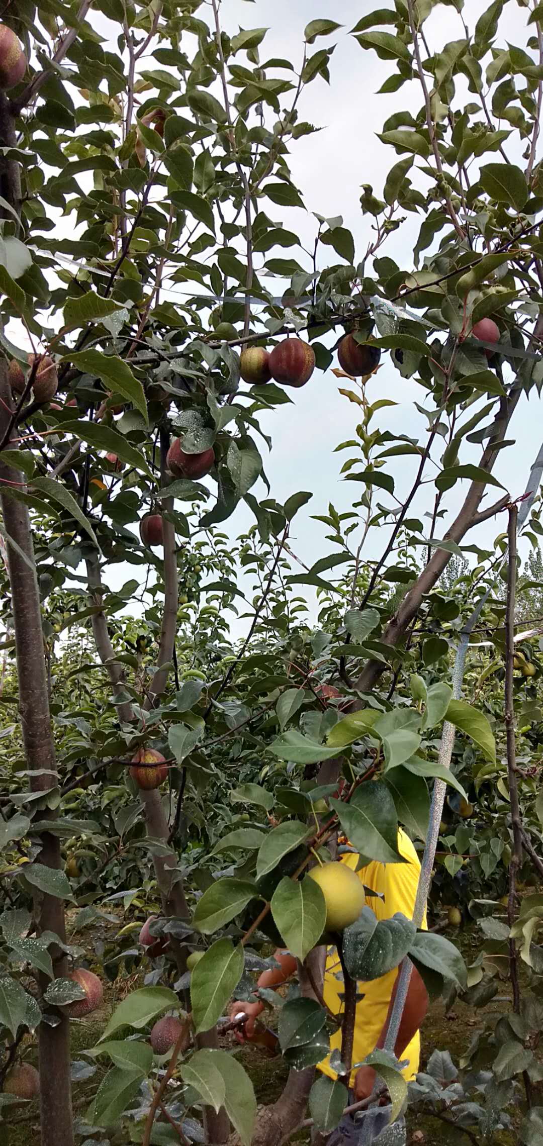 直銷供應 早酥紅梨苗  河南早酥紅梨苗報價  河南早酥紅梨苗供應  早酥紅梨苗供應商 早酥紅梨苗廠家