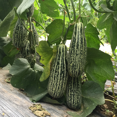 水果種子花皮特色甜瓜香瓜種子粒爾田花金剛甜瓜種子直銷 粒爾田花金剛種子