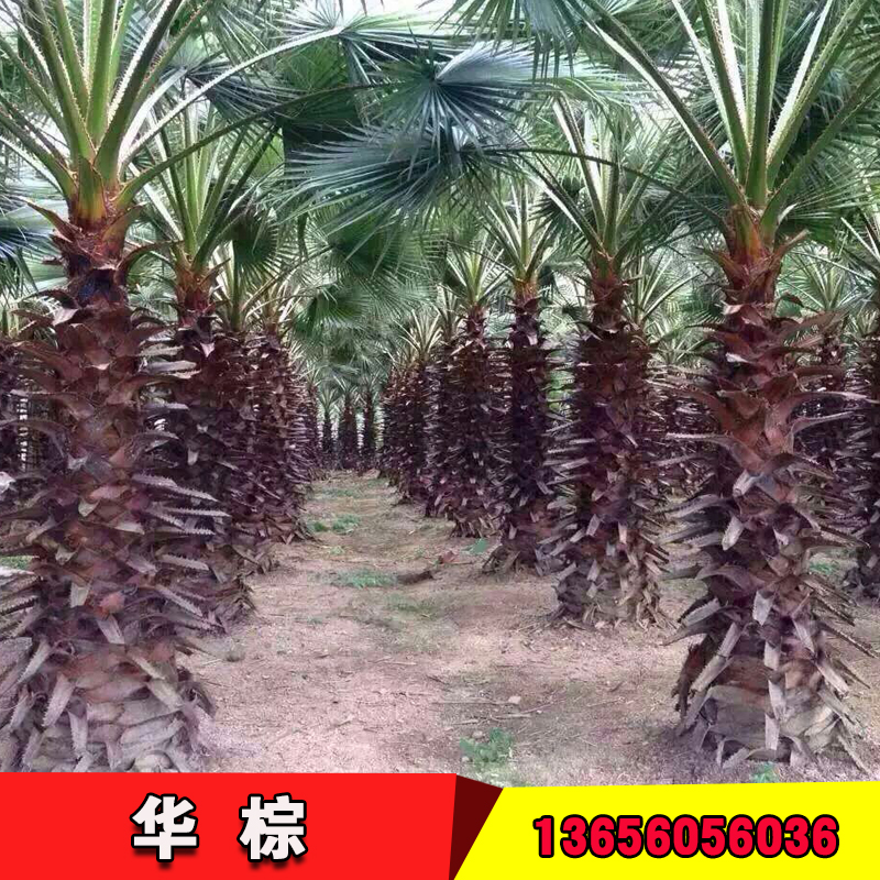 華棕種植基地 福建漳州華棕基地 福建漳州華棕生產(chǎn)地 福建漳州華棕廠家 華棕苗價(jià)格 華棕苗批發(fā) 福建華棕苗