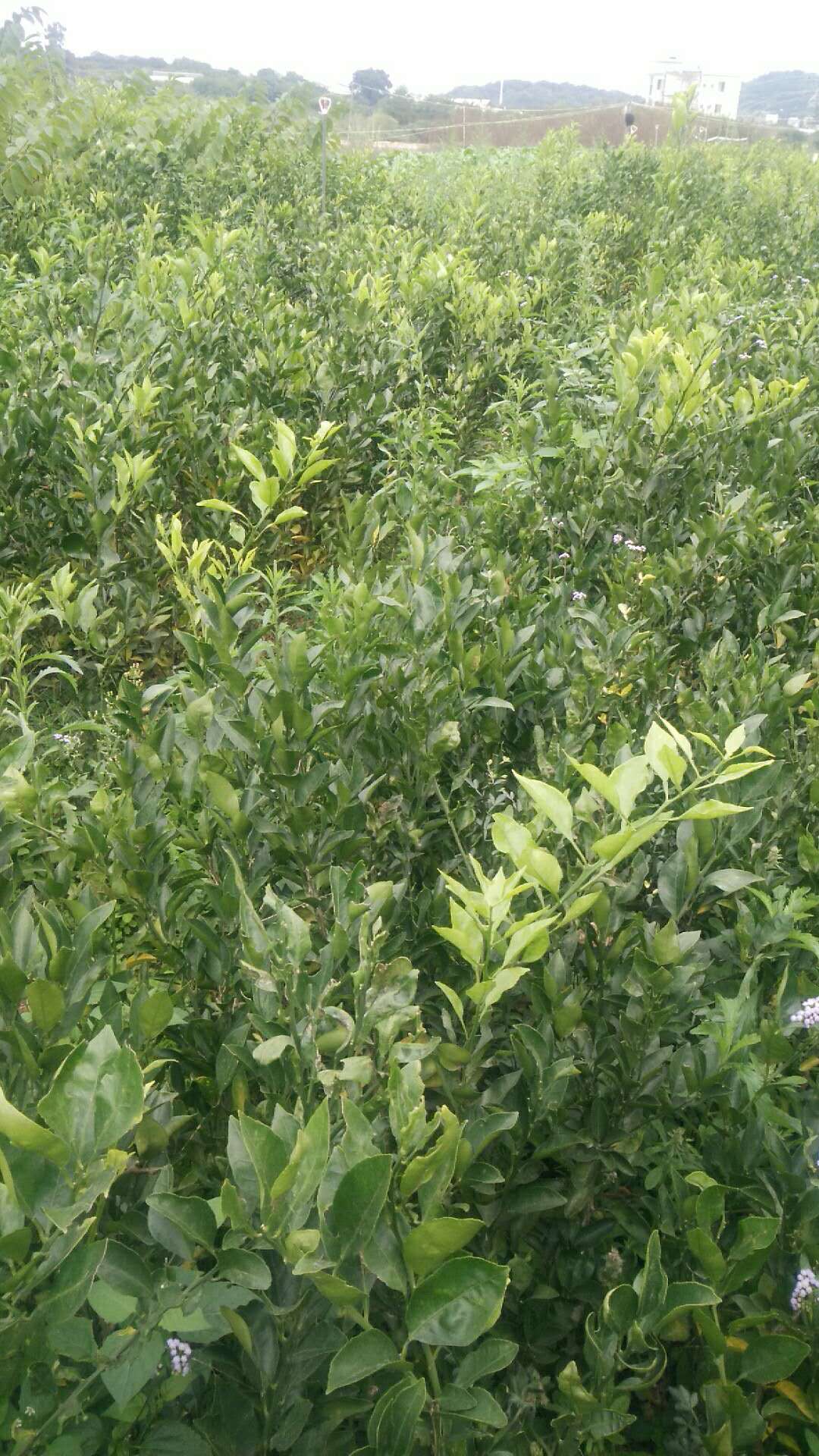 粑粑柑苗種植基地  粑粑柑 粑粑柑苗木 福建粑粑柑 粑粑柑廠家直銷 粑粑柑批發(fā)