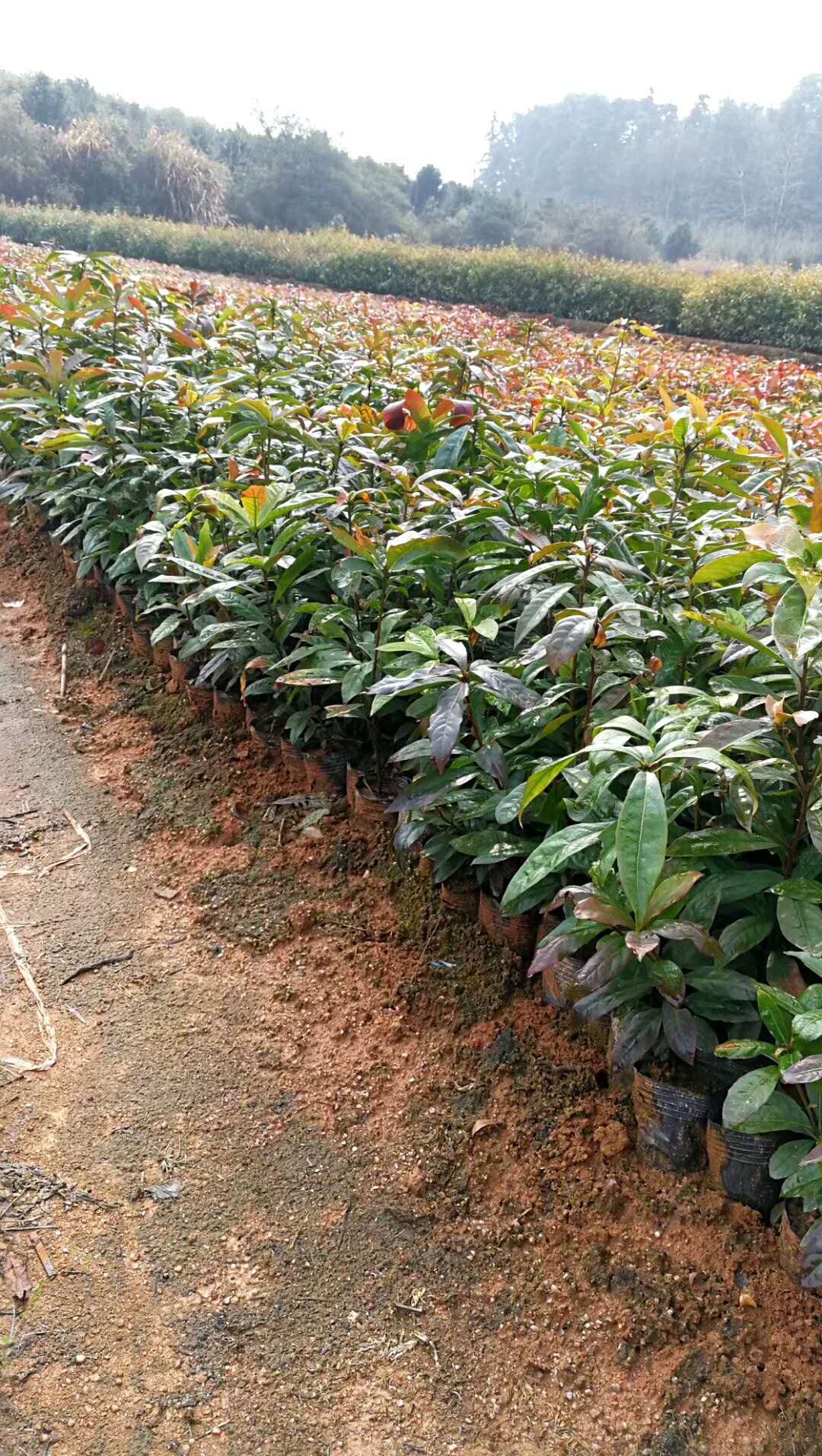 江西木荷苗供應(yīng)商 木荷苗報(bào)價(jià) 直銷(xiāo)木荷苗 出售木荷苗 木荷苗供應(yīng)商 供應(yīng)木荷苗 木荷苗哪家好 木荷苗怎么賣(mài)