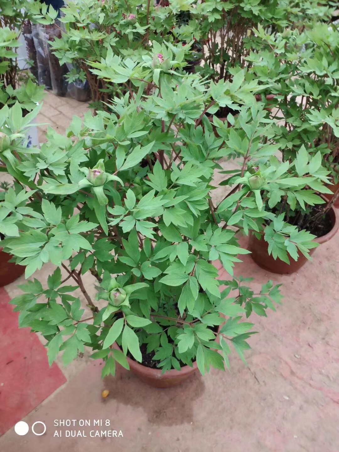 早期催花牡丹批發(fā)出售品種齊全