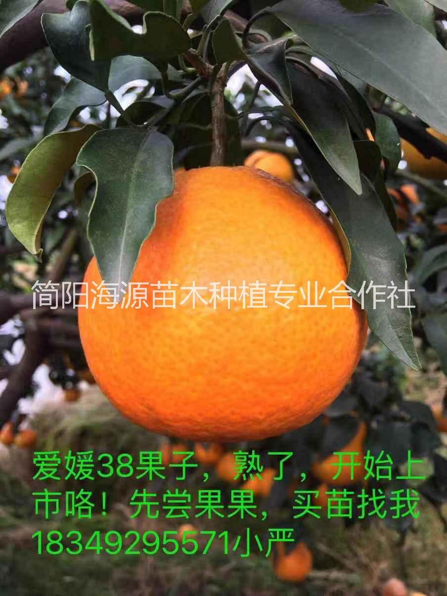 四川柑橘愛媛38號(hào)種苗種植基地直銷價(jià)格