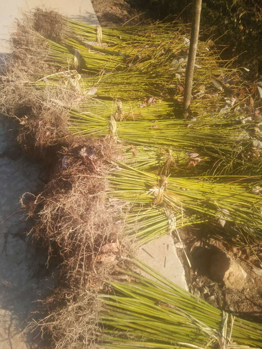 江西擦木苗報價 全國供應(yīng)擦木苗 直銷擦木苗 出售擦木苗 擦木苗供應(yīng)商 供應(yīng)擦木苗 擦木苗報價 擦木苗哪家好