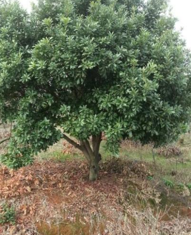 枇杷苗木 枇杷苗木種植基地 枇杷苗木種植基地 枇杷樹苗 批發(fā)枇杷苗木