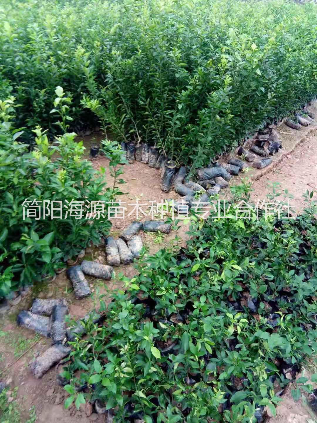 四川香橙杯苗種植基地直銷價(jià)格
