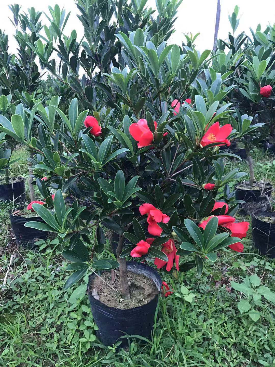 浙江四季*紅山茶花基地-供應(yīng)浙江四季*紅山茶花廠家批發(fā)報(bào)價(jià)價(jià)格表