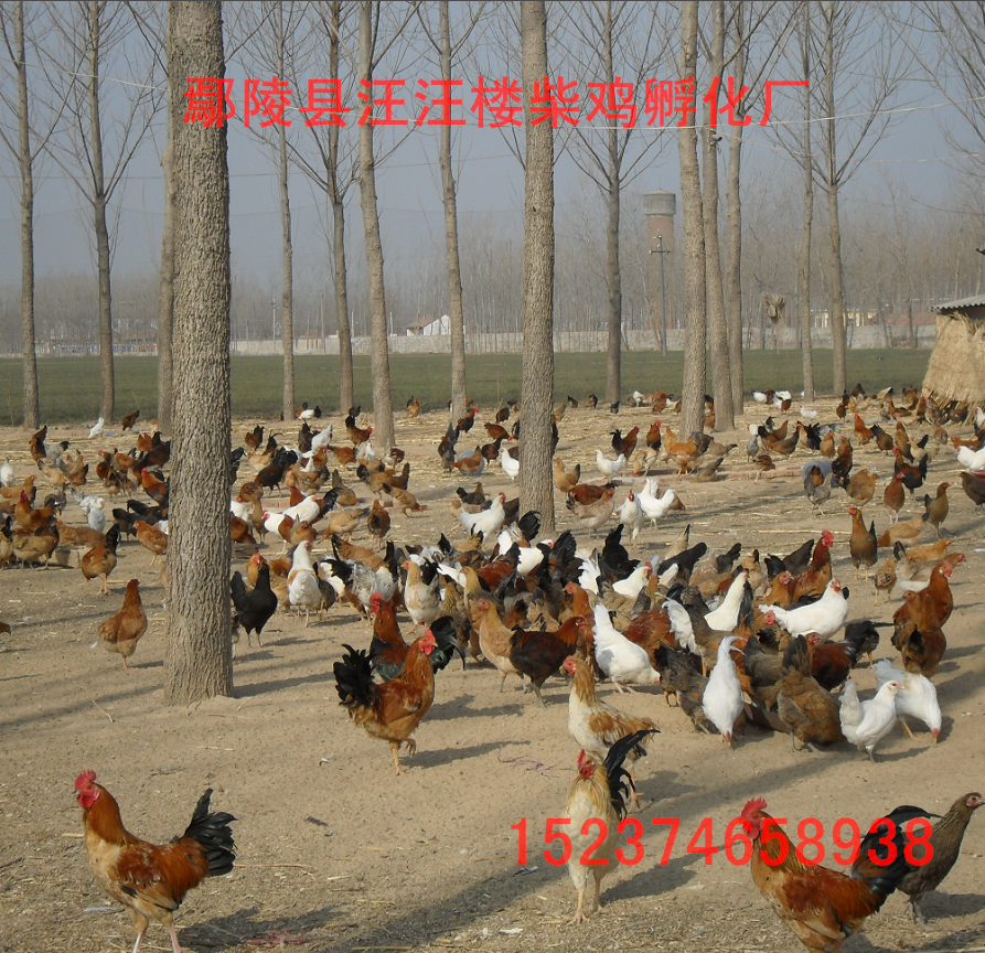 柴雞苗批發(fā)，純柴雞苗