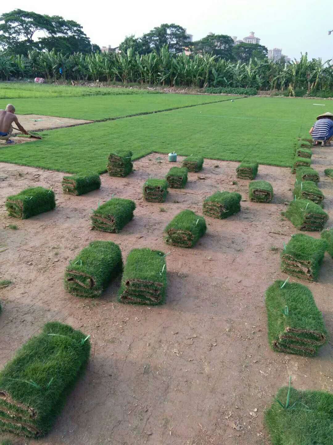 中山馬尼拉草種植基地  什么時(shí)間種植馬尼拉草效果比較好？ 馬尼拉草坪