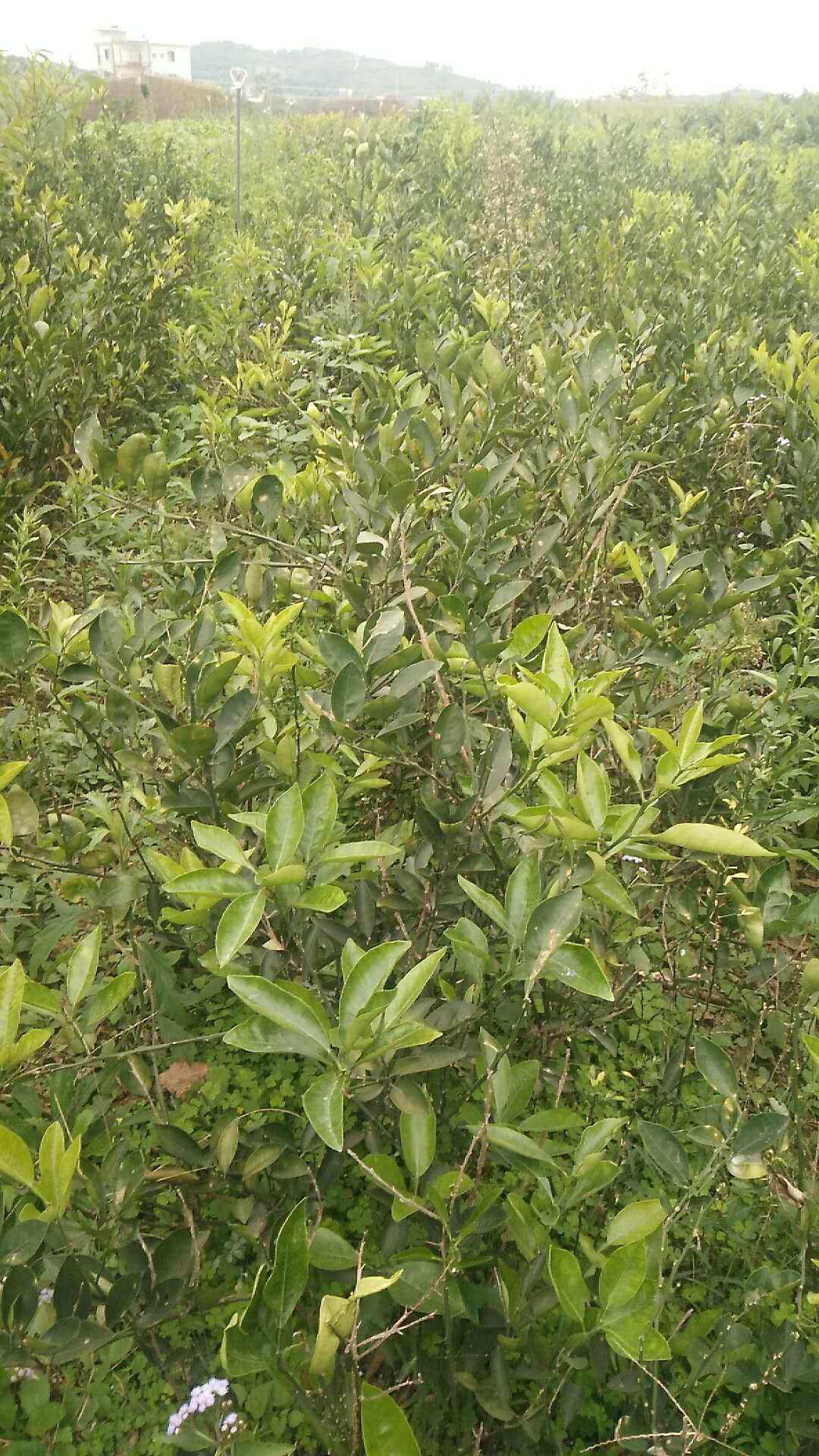 臍橙苗供應(yīng)商  臍橙 臍橙苗木 臍橙廠家直銷 福建臍橙苗 臍橙價(jià)格 臍橙苗批發(fā)