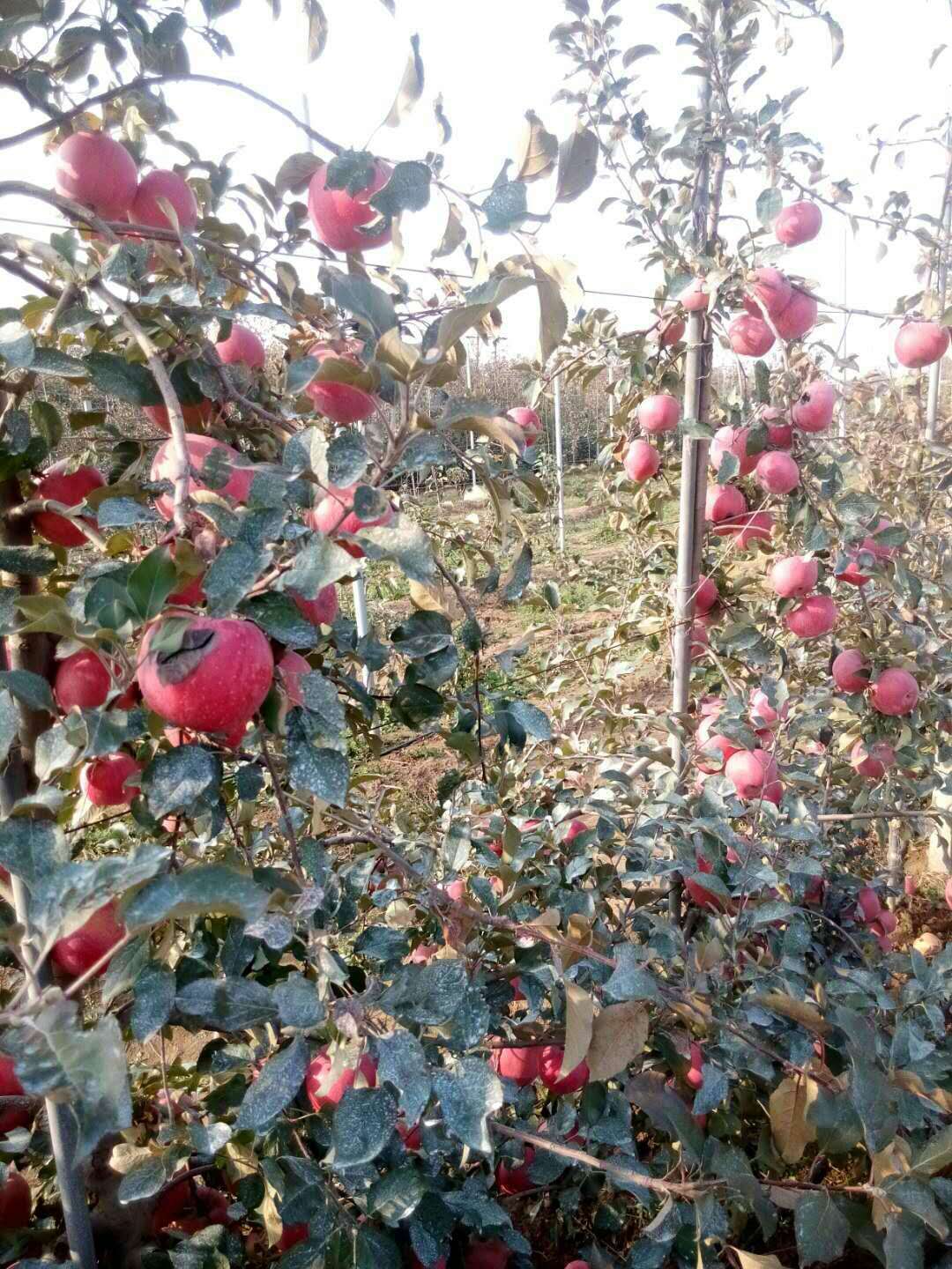 山東冠縣煙富10蘋果苗