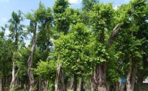 小葉榕綠化樹(shù) 小葉榕綠化樹(shù)批發(fā)價(jià) 小葉榕綠化樹(shù)供應(yīng)商 廣東小葉榕綠化樹(shù) 小葉榕綠化樹(shù)圖片 小葉榕綠化樹(shù)批發(fā)