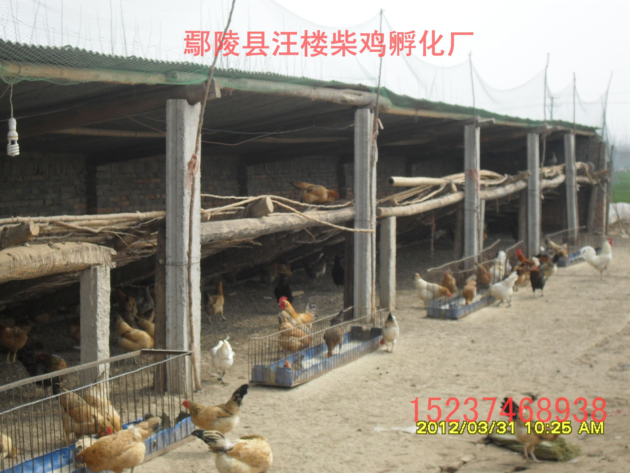 柴雞苗批發(fā)，純柴雞苗