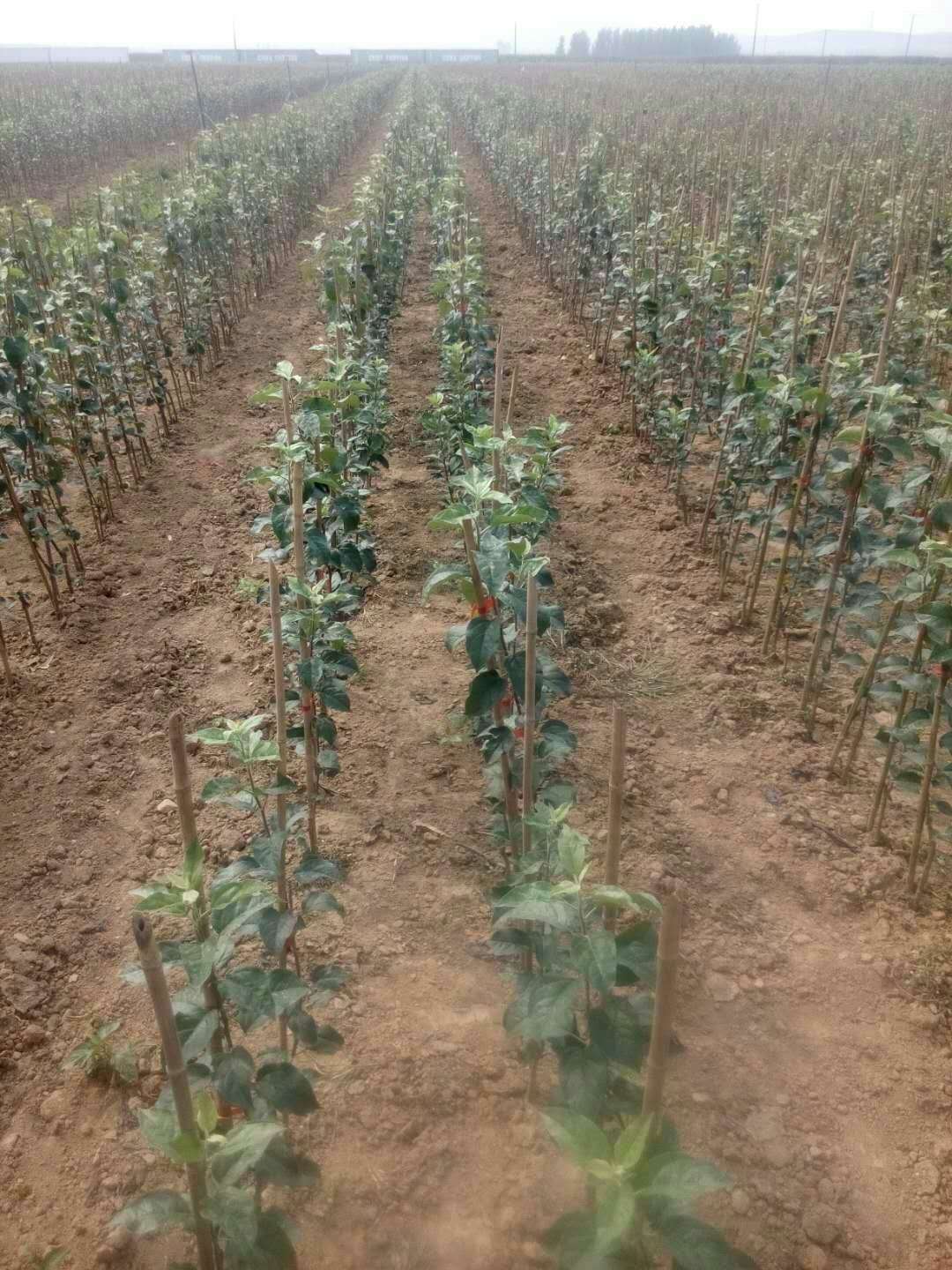 了解m9t337矮化蘋果苗價(jià)值