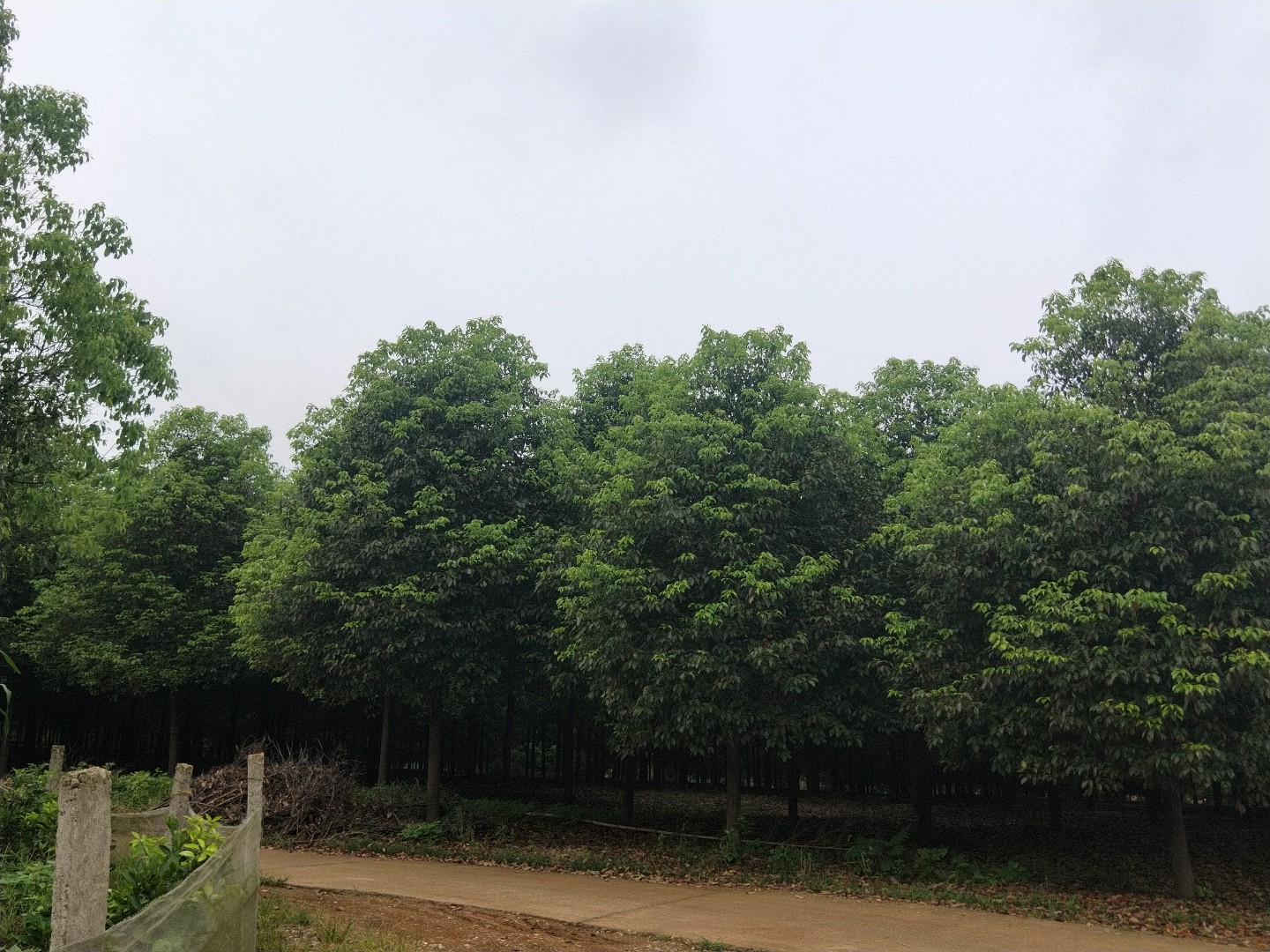 湖南移栽全冠香樟批發(fā) 供應全冠香樟景觀樹電話