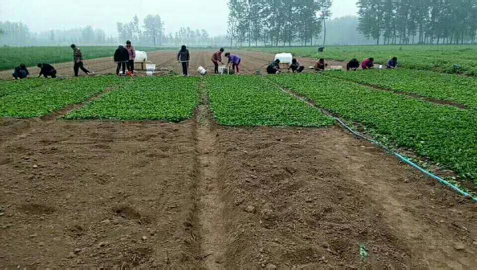 板藍(lán)根種子的種植方法，板藍(lán)根種子的批發(fā)價(jià)格