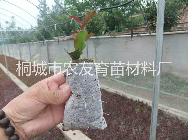 輕基質網(wǎng)袋容器育苗時的注意事項