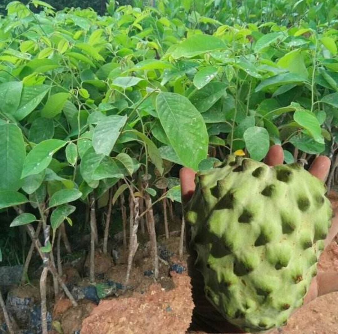 廣州出售鳳梨釋迦果苗商家 番荔枝基地 釋迦果苗批發(fā)價(jià)格