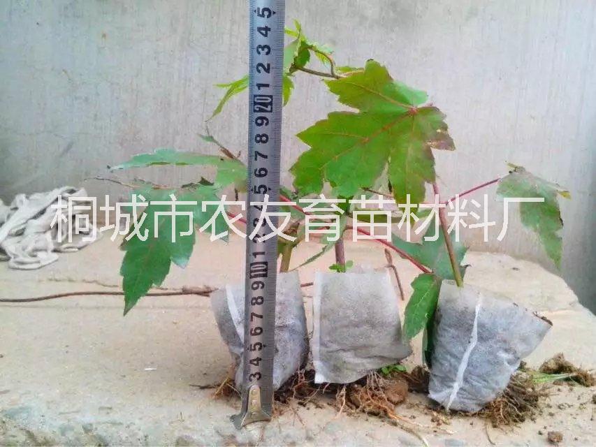 環(huán)保 環(huán)保輕基質(zhì)育苗網(wǎng)袋