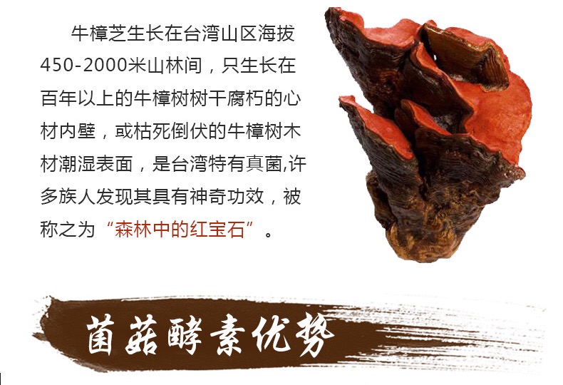 牛樟芝 牛樟芝酵素批發(fā)、OEM