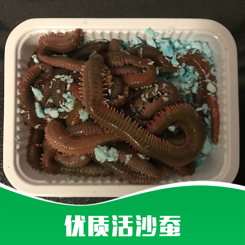 活沙蠶 *活沙蠶價(jià)格 *活沙蠶批發(fā) 沙蠶活餌 海蠶 釣魚餌 廠家直銷 品質(zhì)保障
