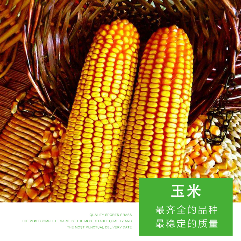 食糧玉米 包谷 苞米 *收購玉米 黑龍江玉米 廠家直銷